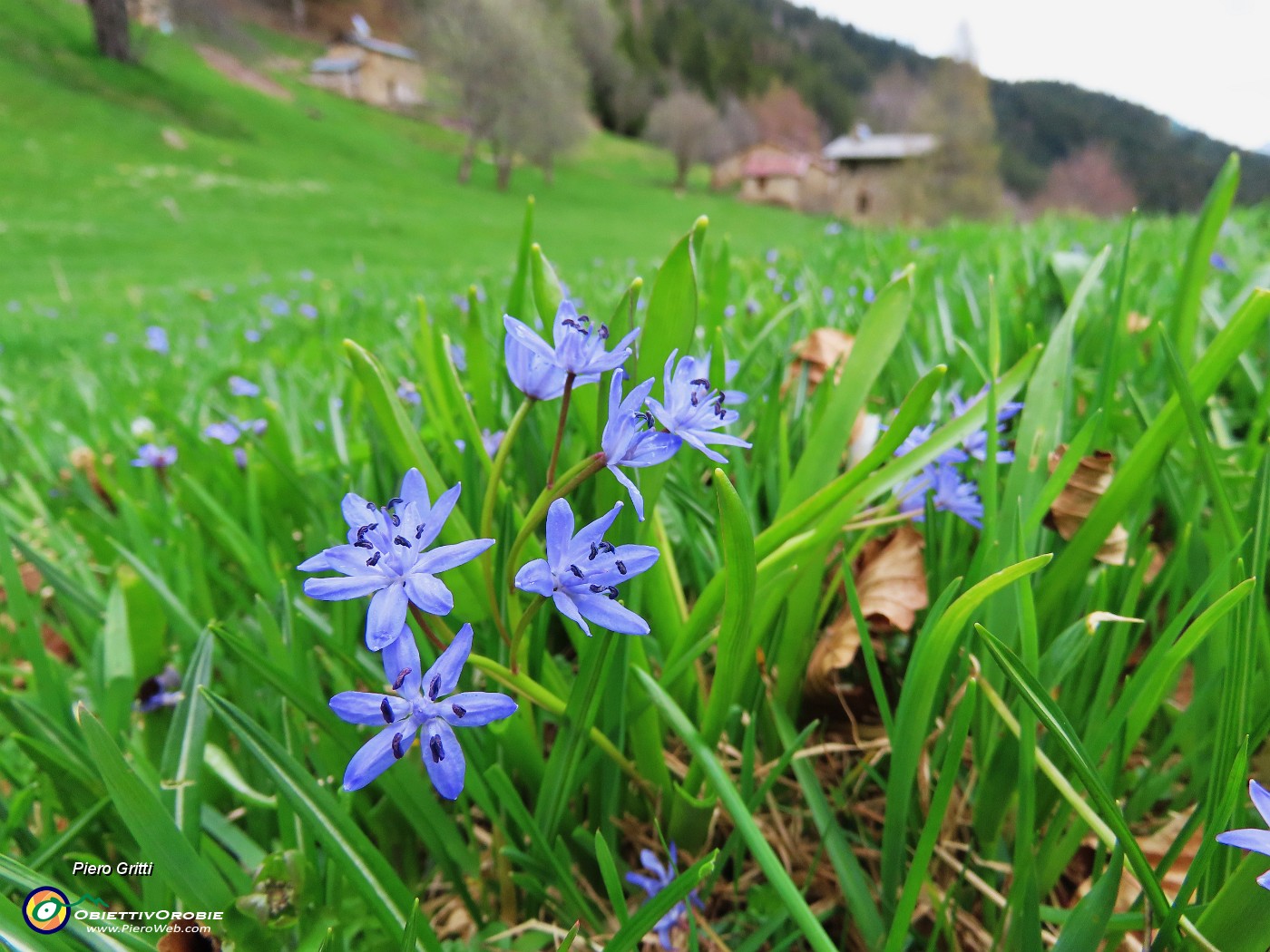 63 ed anche la Scilla Bifolia (Scilla silvestre).JPG